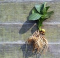 Whole plant. Seed, leaves and roots.