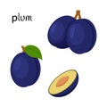 A whole plum with a twig and leaf and a cut half with a seed. Fruit icon. Flat design. Color vector illustration