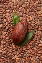 Whole pod of cocoa tree on beans Royalty Free Stock Photo