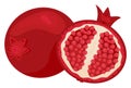 Whole pomegranate and cross section with seeds. Ripe pomegranate fruit, fresh and juicy vector illustration. Healthy Royalty Free Stock Photo