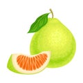 Whole Pomelo or Pummelo as Largest Citrus Fruit with Thick Rind Vector Illustration