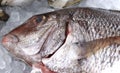 Whole porgy fish head on ice