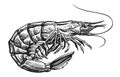 Raw black tiger shrimp on white background. Whole prawn, seafood vector illustration