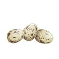 Whole quail eggs