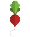 whole radish icon Royalty Free Stock Photo