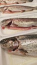 Whole rainbow trout in trays