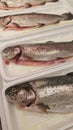 Whole rainbow trout in trays