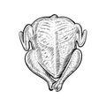 Whole raw chicken or turkey, vector sketch. Hand drawn poultry carcass, broiler meat.