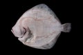 Whole raw disemboweled flatfish bottom side Royalty Free Stock Photo