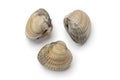 Whole raw fresh cockles Royalty Free Stock Photo