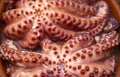 Whole raw octopus with tentacles.