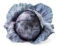 Whole red cabbage on a white background. Isolated Royalty Free Stock Photo