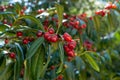 The whole red cherry branch is hung with berries Royalty Free Stock Photo