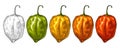 Whole red, green, orange, yellow pepper habanero. Vintage vector hatching