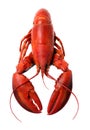 Whole red lobster isolated on white background