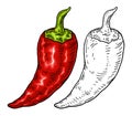 Whole red pepper chilli. Vintage engraving color illustration