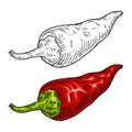 Whole red pepper chilli. Vintage engraving color illustration