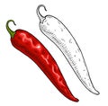 Whole red pepper chilli. Vintage engraving color illustration