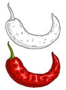 Whole red pepper chilli. Vintage engraving color illustration