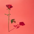 Whole red rose standing isolated with the long shadow Royalty Free Stock Photo