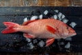 Whole red snapper fish on ice, top view. Royalty Free Stock Photo