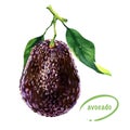 Whole ripe brown avocado with leaves on branch isolated, fresh fruit, close-up, package design element, organic