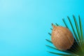 Whole Ripe Coconut on Palm Tree Leaf on Turquoise Light Blue Background. Corner Position. Template for Poster Flyer. Tropical Royalty Free Stock Photo