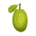 Whole and Ripe Egg-shaped Jackfruit with Green Seed Coat and Leaf Vector Illustration