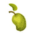 Whole and Ripe Egg-shaped Jackfruit with Green Seed Coat and Leaf Vector Illustration