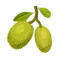 Whole and Ripe Egg-shaped Jackfruit with Green Seed Coat and Leaf Vector Illustration