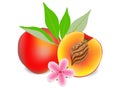 Whole ripe peach fruit and half with a flower on a white background.