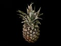 Whole, ripe pineapple on a black background. Tropical, exotic fruit, pineapple with green leaves