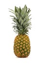 Whole ripe pineapple stands upright on a white background.