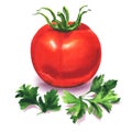 Whole ripe red tomato with green parsley, fresh vegetable and spice herb, ingredients for salad, isolated, hand drawn