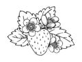 Strawberry bush flower leaf coloring book fruit Royalty Free Stock Photo