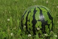 Whole ripe watermelon in fresh green grass outdoors. Space for text Royalty Free Stock Photo