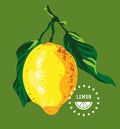 Whole ripe yellow lemon with green leaves isolated, close-up, fresh juicy exotic citrus fruit, food concept, vector