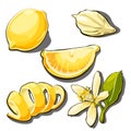 Whole ripe yellow lemon. Peel, slice, seed and flower of lemon isolated on a white background. Vector cartoon close-up