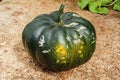 Whole Round Pumpkin On Concrete Background