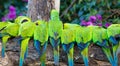 A whole row of nanday parakeets in Pantanal