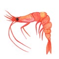 Whole sea shrimp. Watercolor illustration isolated on white background. Seafood sketch, fresh boiled prawn.