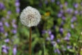 Whole seedhead of dandelion. Royalty Free Stock Photo