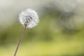 Whole seedhead of dandelion flower. Royalty Free Stock Photo