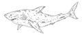 Whole shark on white. Vintage engraving monochrome black illustration