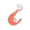 Whole shrimp on white background. Vector illustration in trendy flat style.