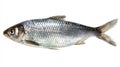 Whole silver fish with iridescent scales isolated on white background Royalty Free Stock Photo