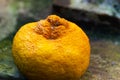 Whole single Bergamot oranges. Fruit in the garden Royalty Free Stock Photo