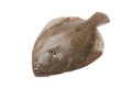 Whole single Brill fish