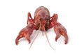 Whole single cooked freshwater crayfish