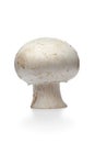 Whole single fresh button mushroom